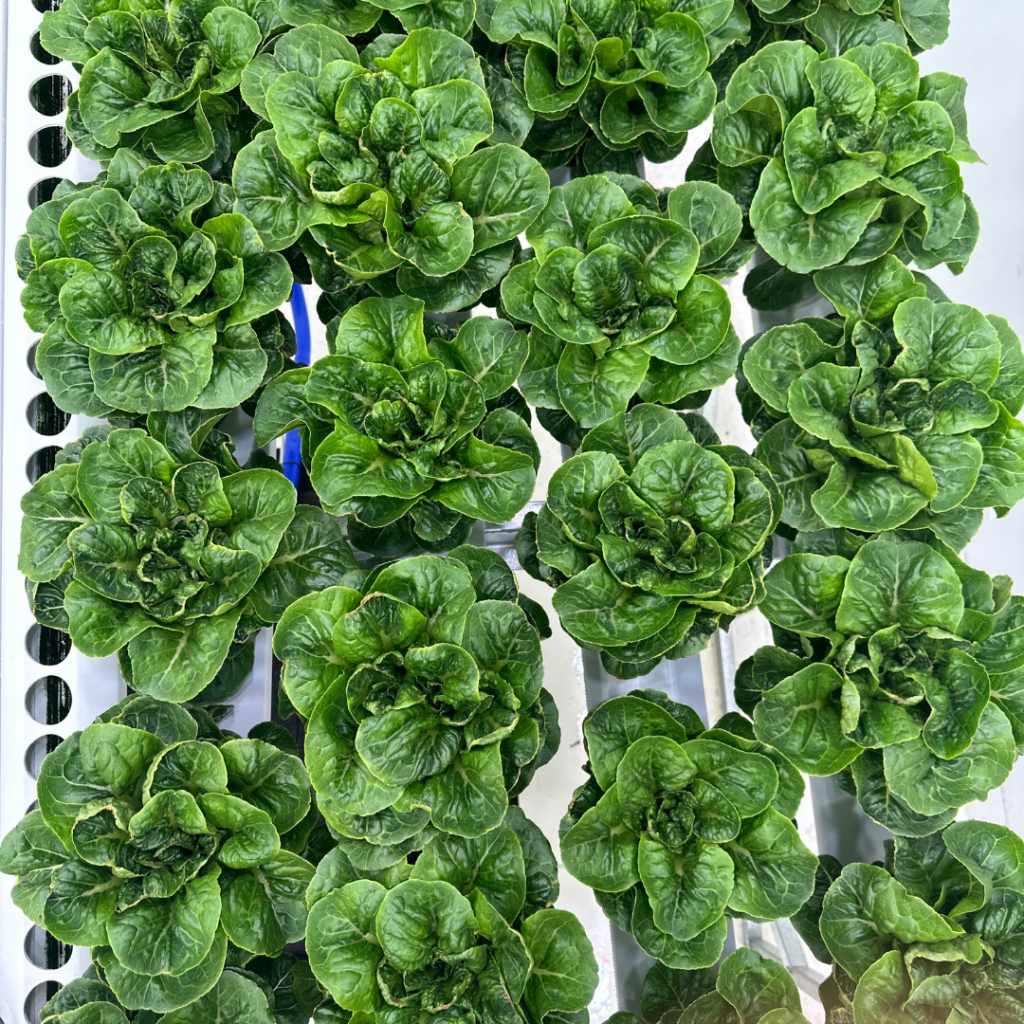 Lettuce